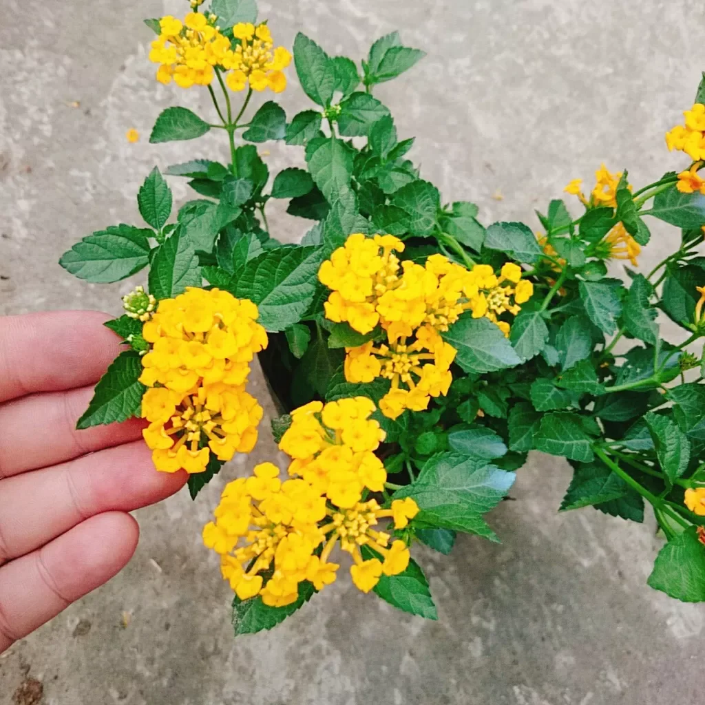 Hoa ngũ sắc vàng ( hoa trâm ổi)