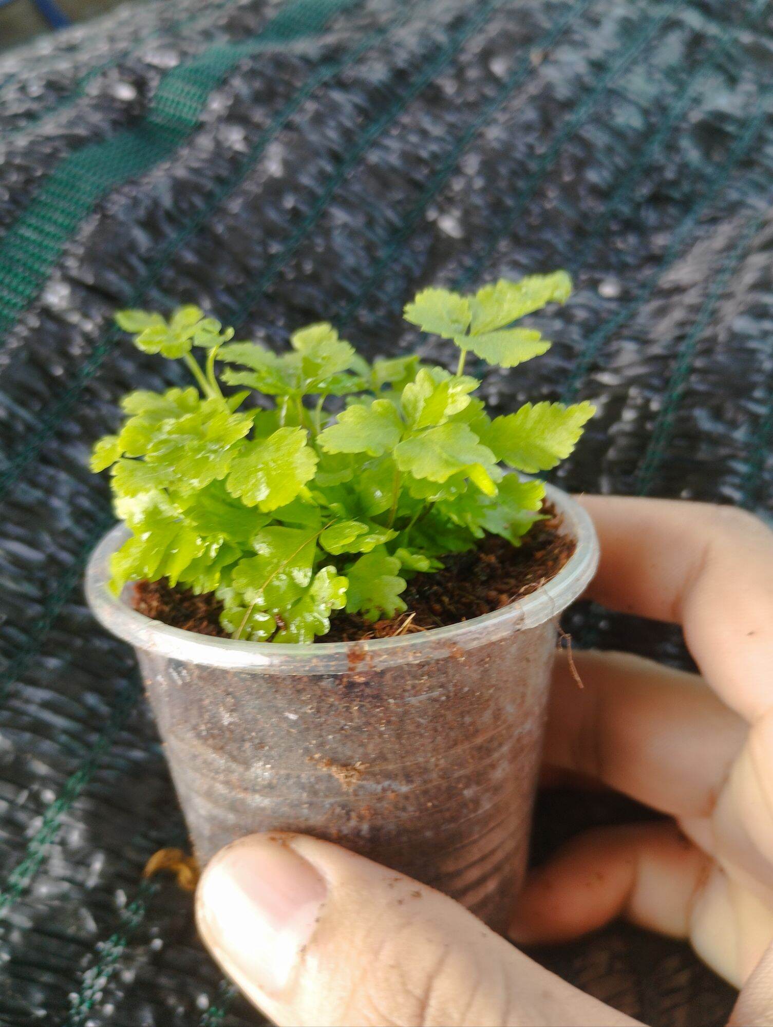 dương sỉ mini xanh