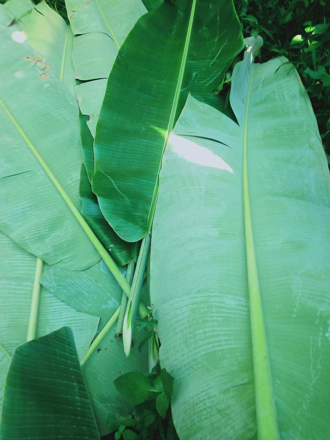 1kg lá chuối hột( chuối chát) tươi