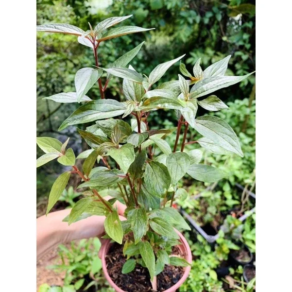 Cây bọ mắm làm giống (dược liệu chữa ho)