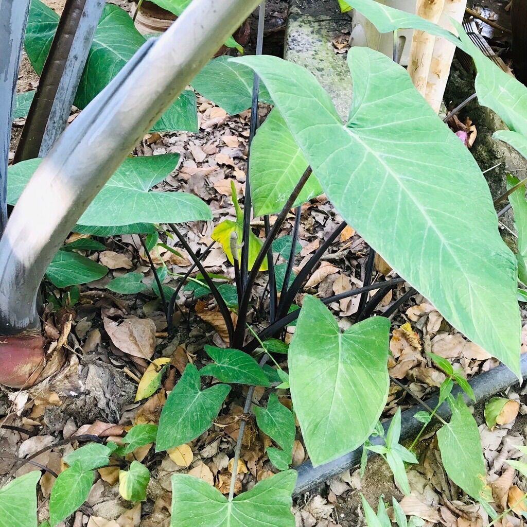 Cây khoai môn tím, môn đỏ
