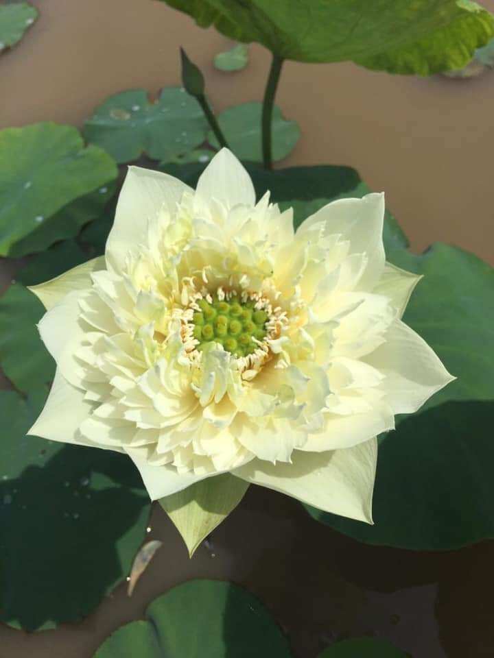 Củ giống hoa sen green cloud