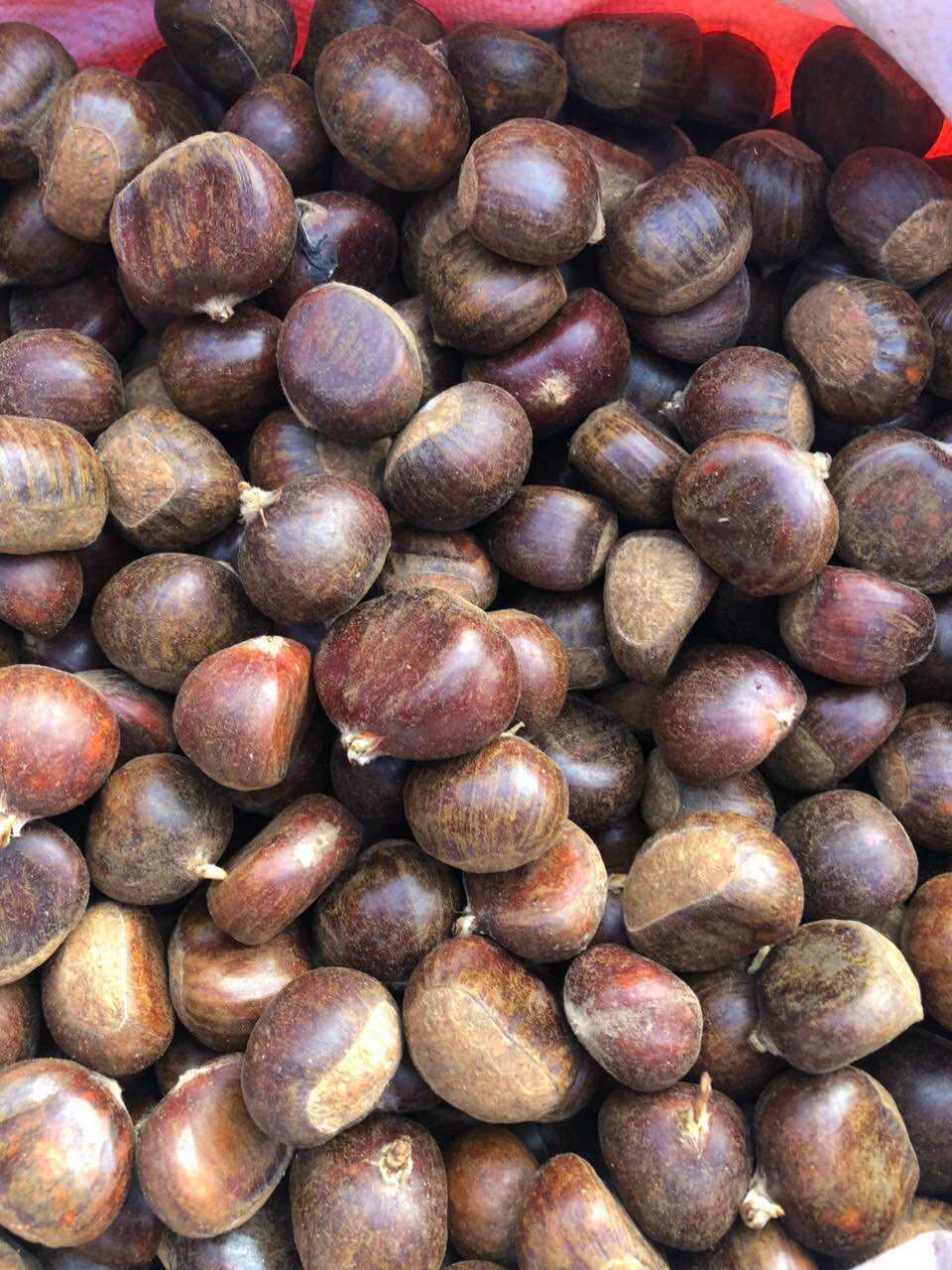 1kg HẠT DẺ TƯƠI Cao Bằng