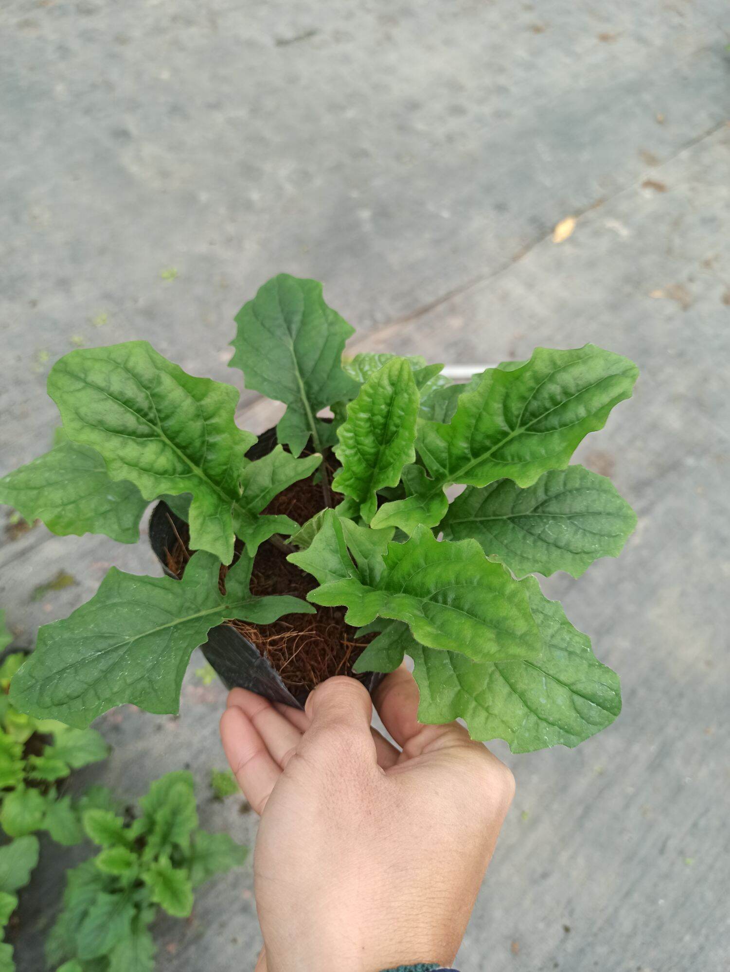 chậu đồng tiền đang nụ
