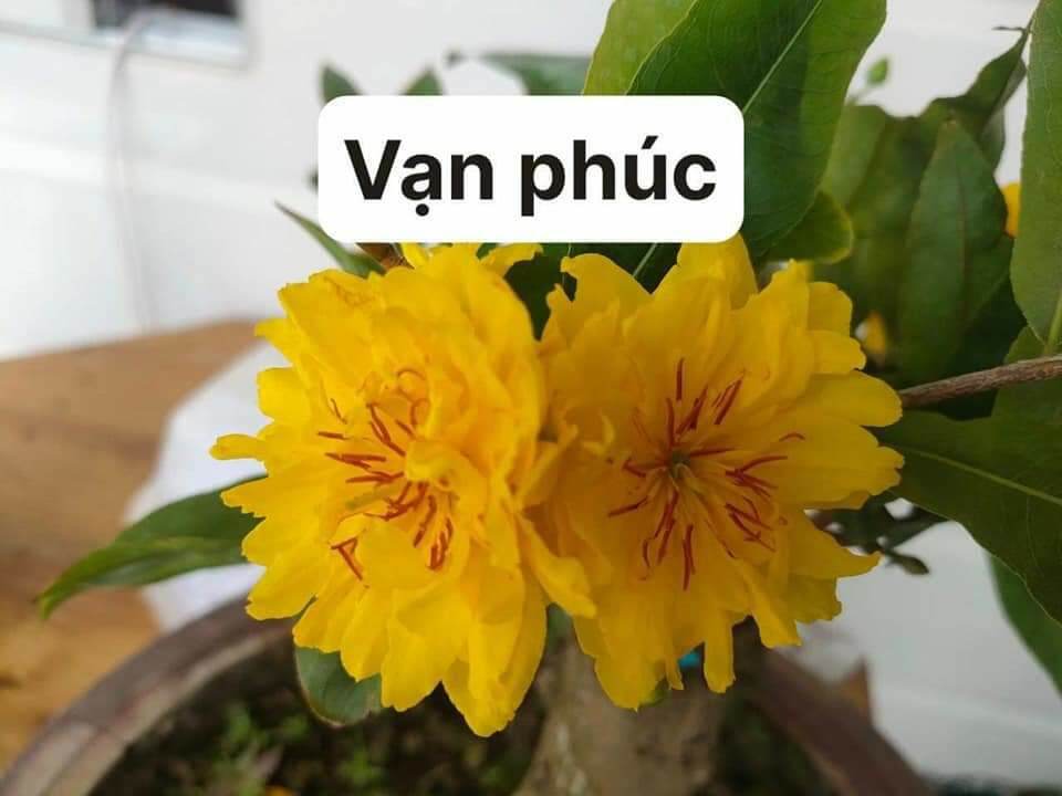 2 Cây Mai Cúc Vạn Phúc