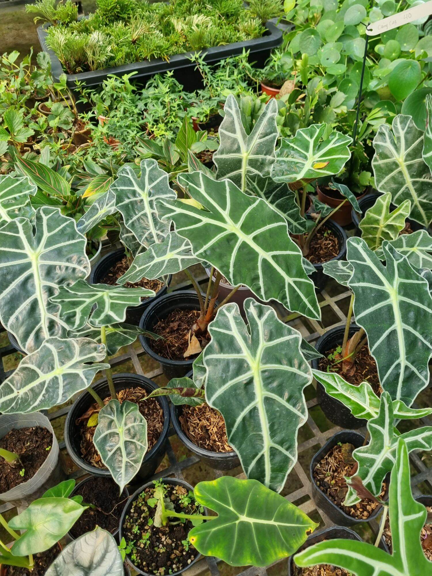 Cây môn quan âm (Alocasia Polly)