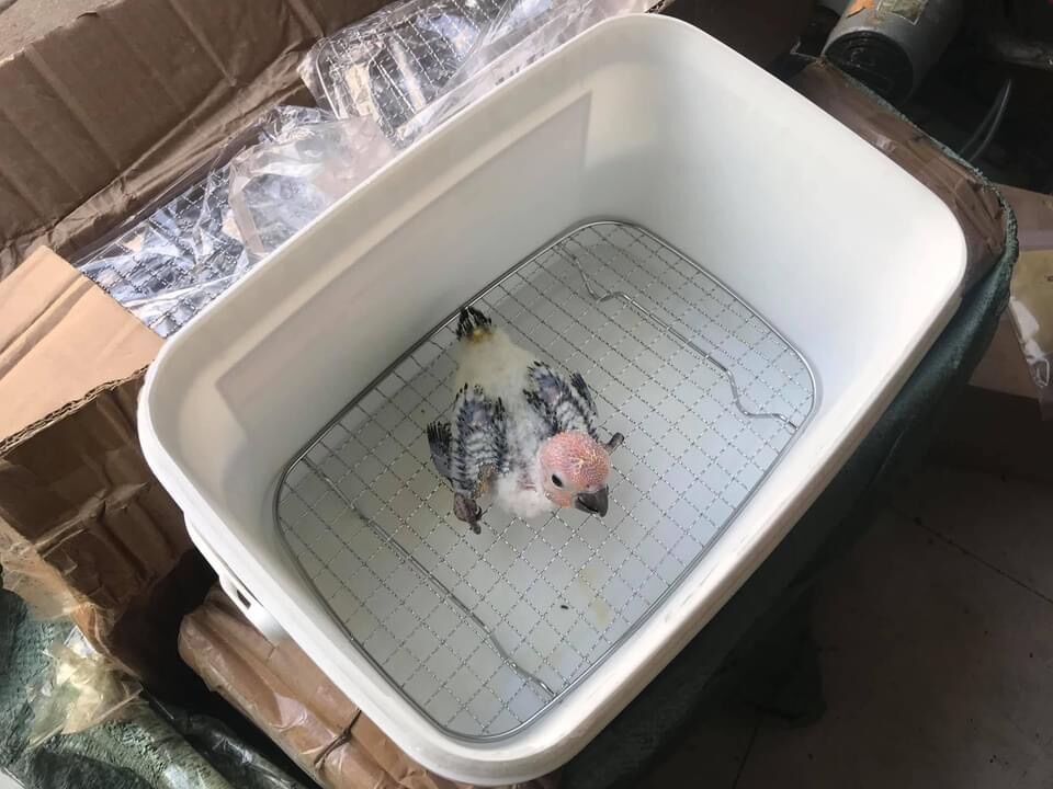Vỉ lót nuôi chim non
