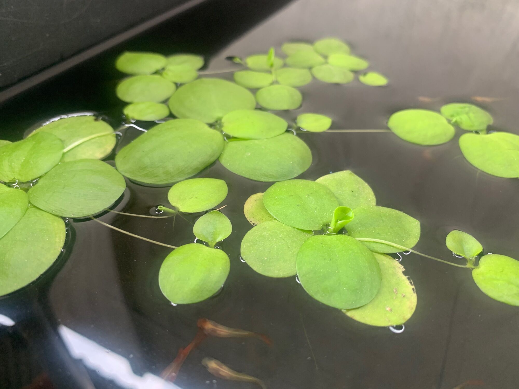 COMBO 15 NHÁNH BÈO NHẬT THỦY SINH