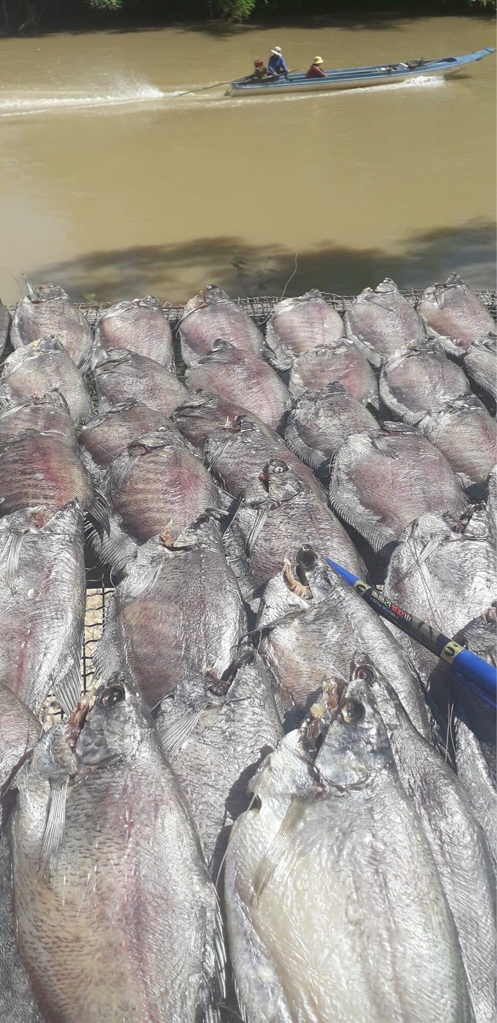 Khô sặc bổi chất lượng loại 1 (500g)