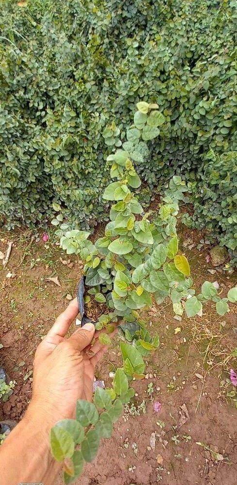 Cây thằn lằn bám tường