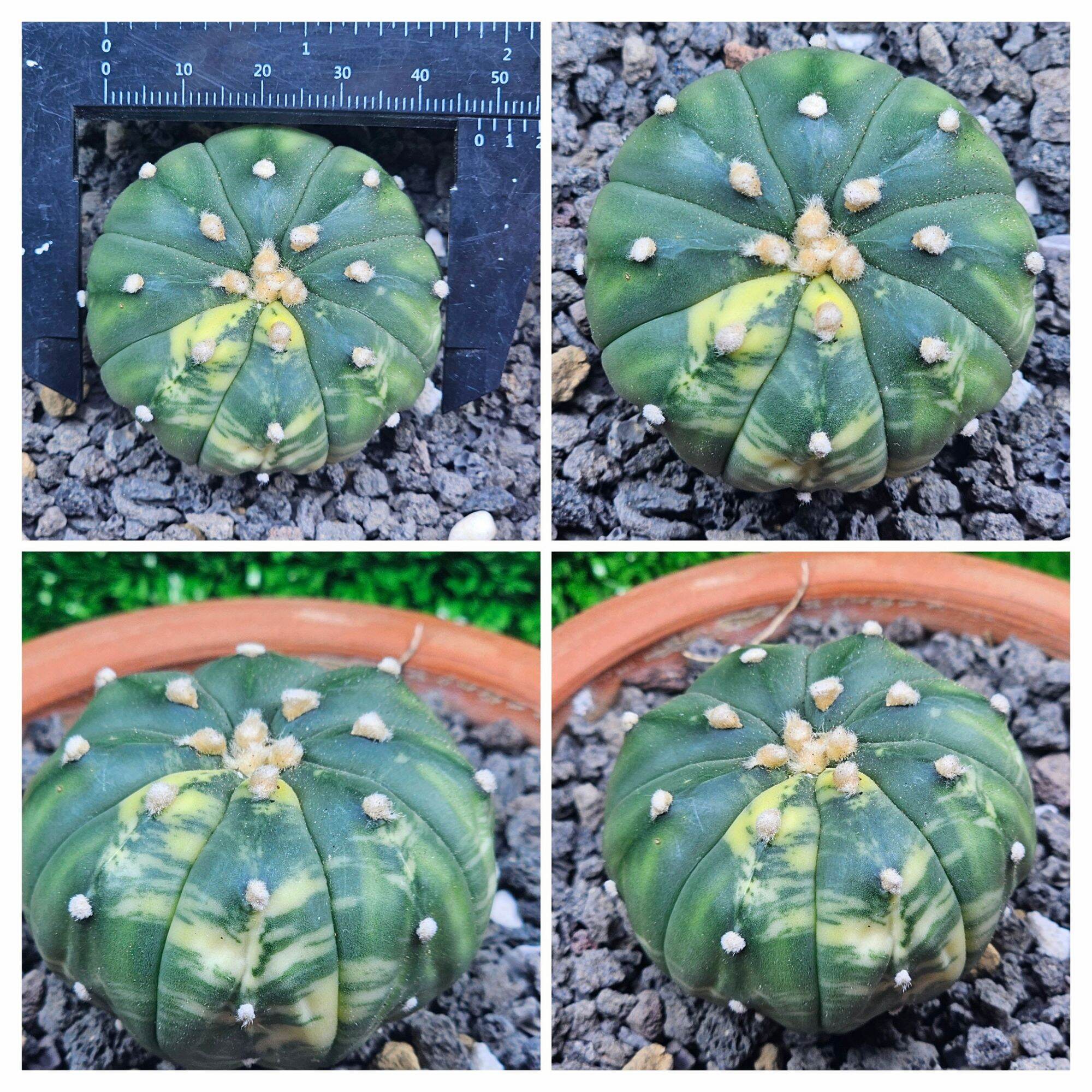 Xương rồng aster lem giá rẻ . size 4 đến 5 cm .