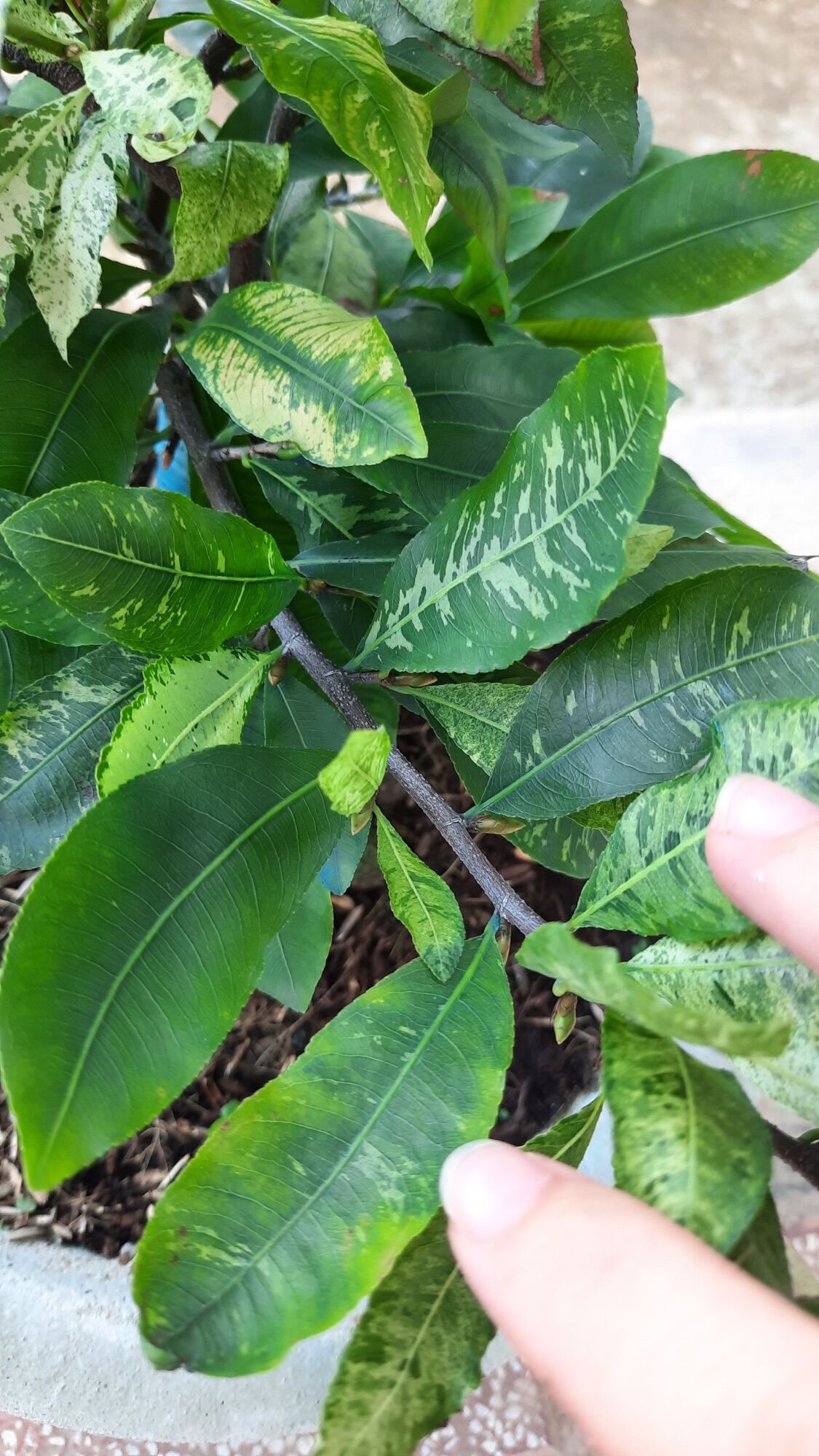 Cây cúc bạch mai (hoa nhiều cánh) gốc ghép bonsai