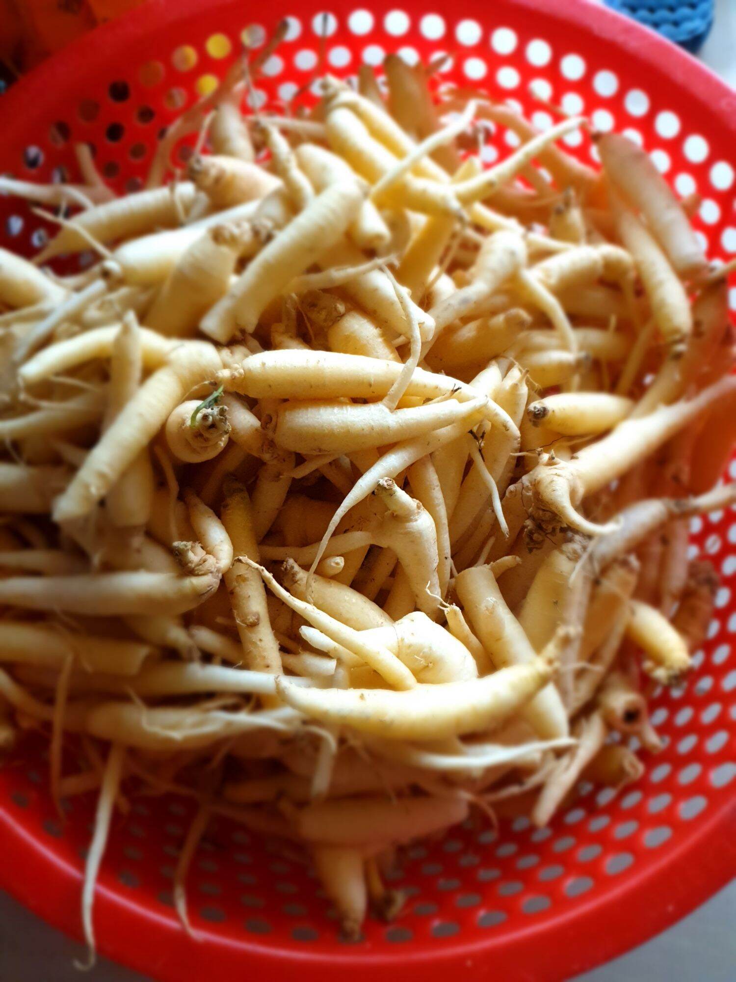 Đẳng sâm rừng Đà Lạt (tươi)_ 1kg