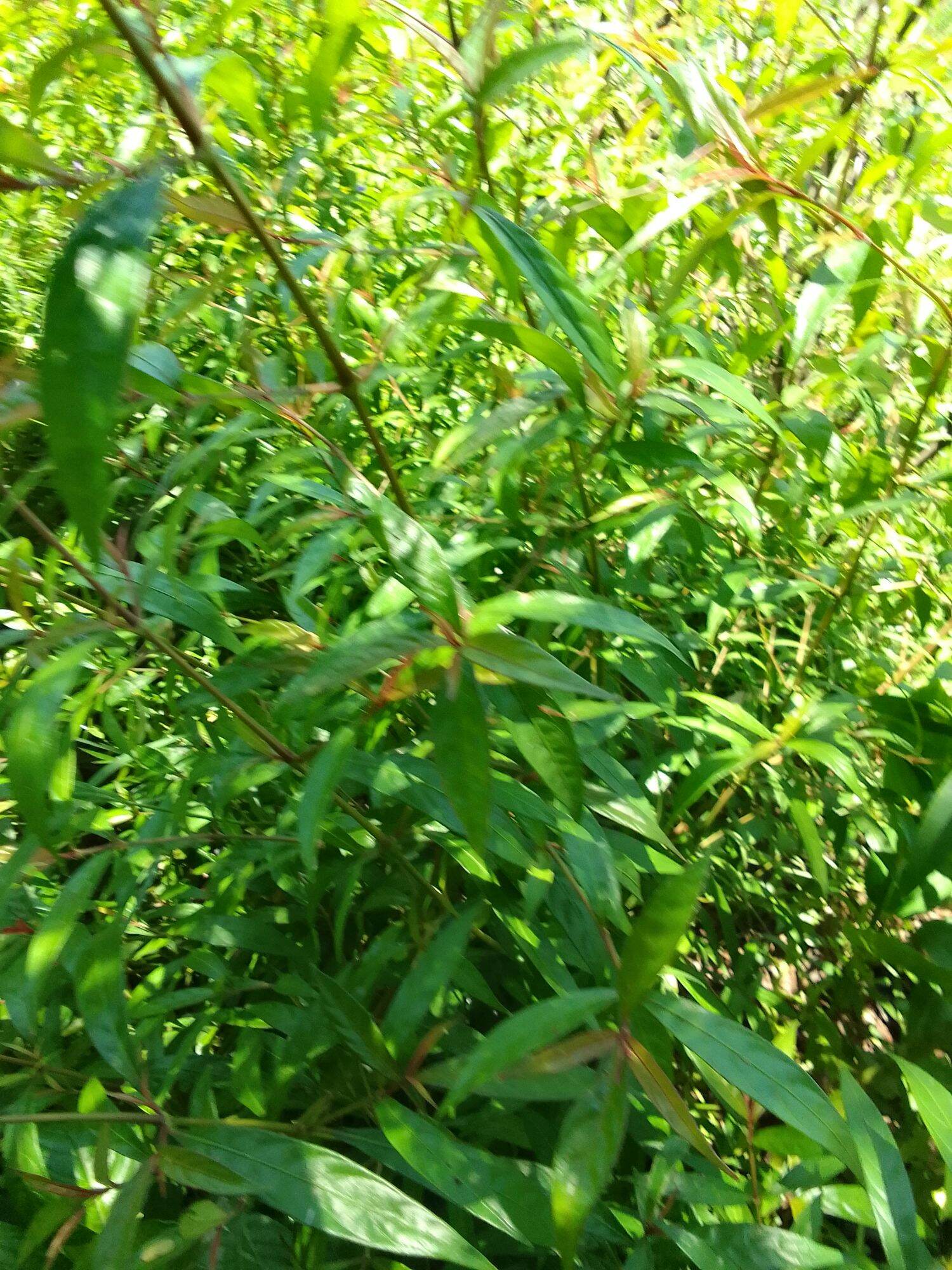 Cây giống hoàn ngọc đỏ