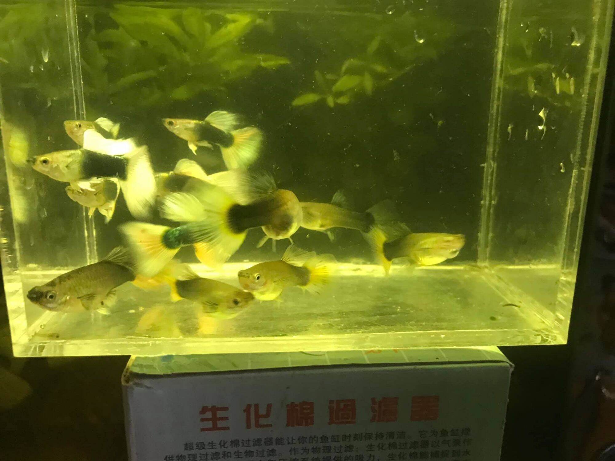 hb yellow - guppy trang trí hồ