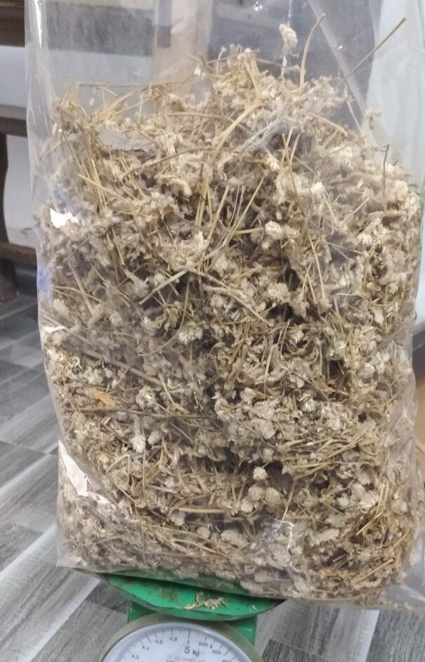 1kg cây nở ngày đất chuẩn .0971183688
