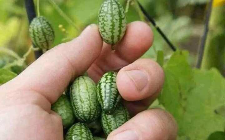 Hạt giống dưa hấu tí hon