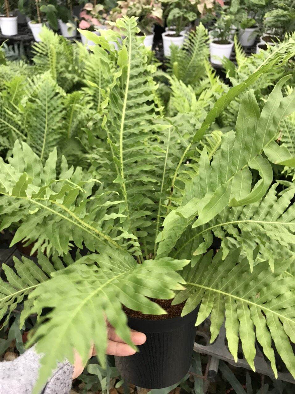 Dương xỉ khổng tước - Blechnum gibbum.