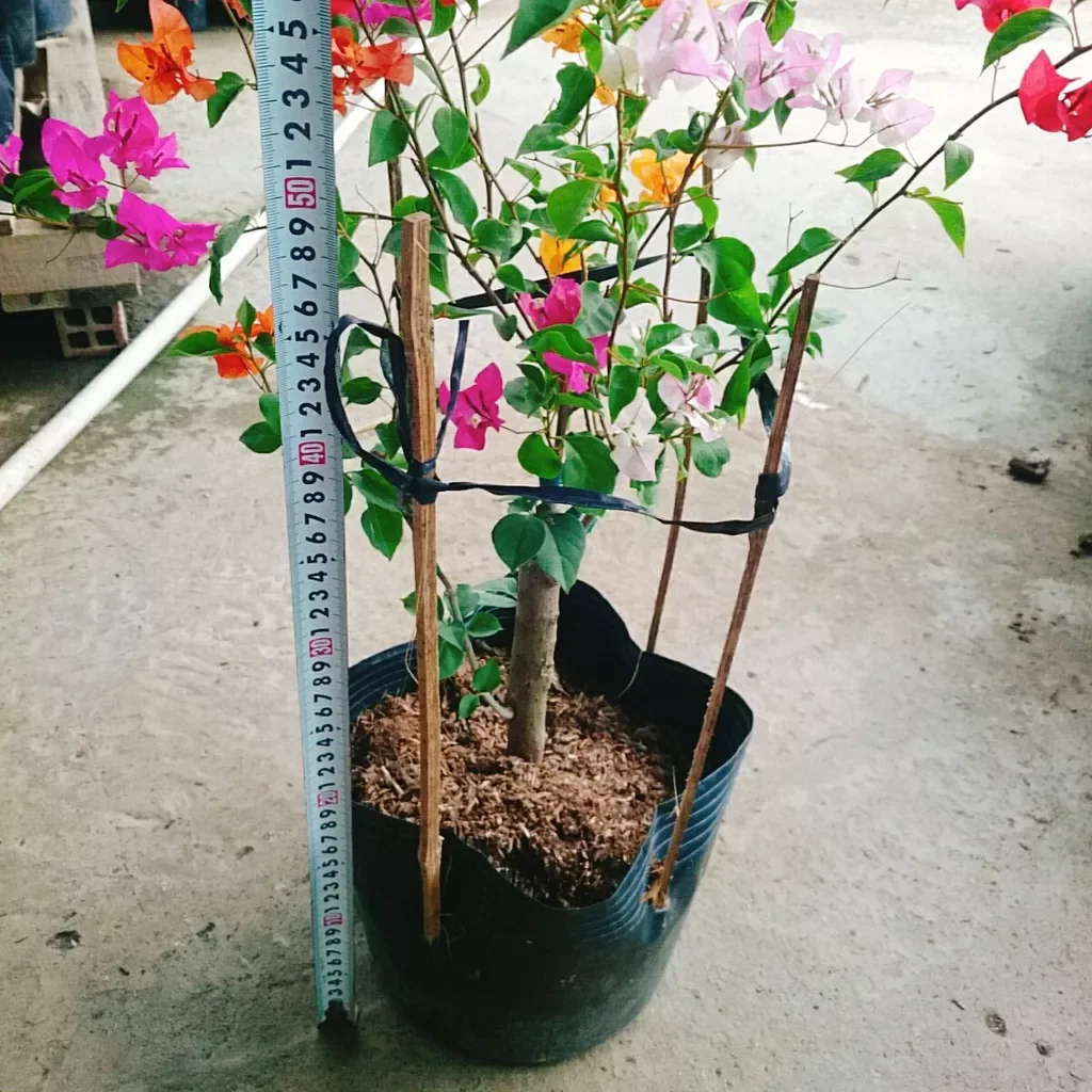 Cây hoa giấy ngũ sắc đã ghép