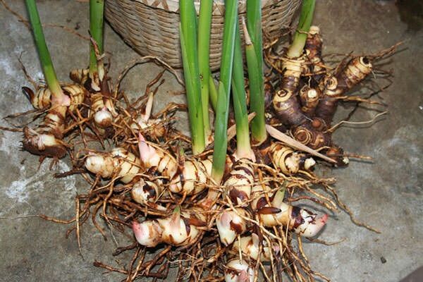 Củ Riềng giống