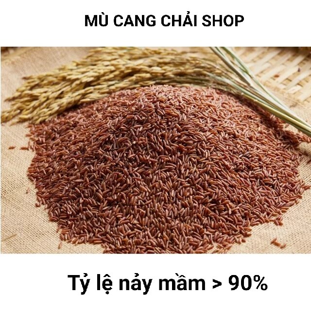 Hạt giống lúa nếp cẩm, nếp tím đen túi 1kg