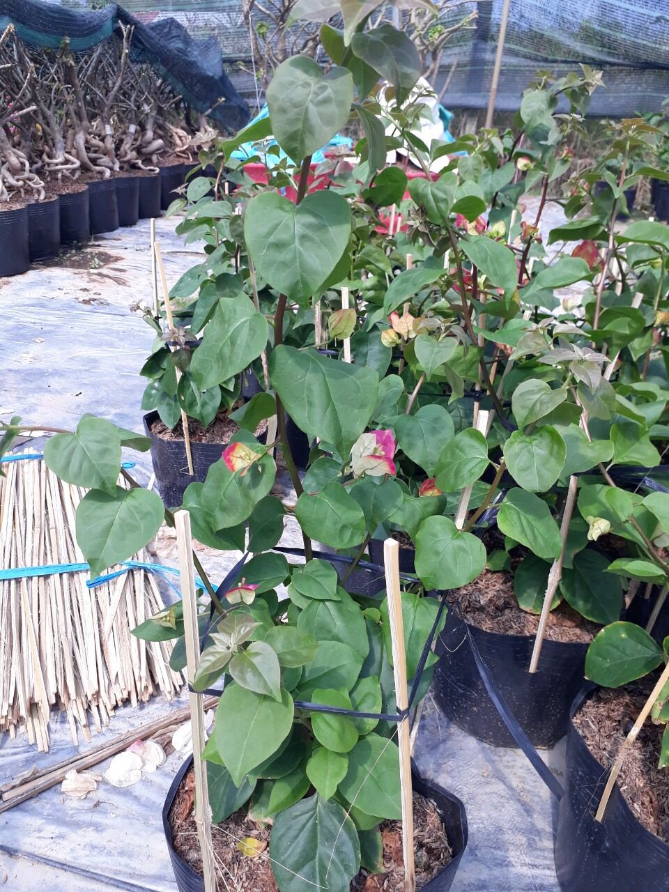 HOA GIẤY ẤN ĐỘ (CÂY NHƯ ẢNH SỐ 4,5)
