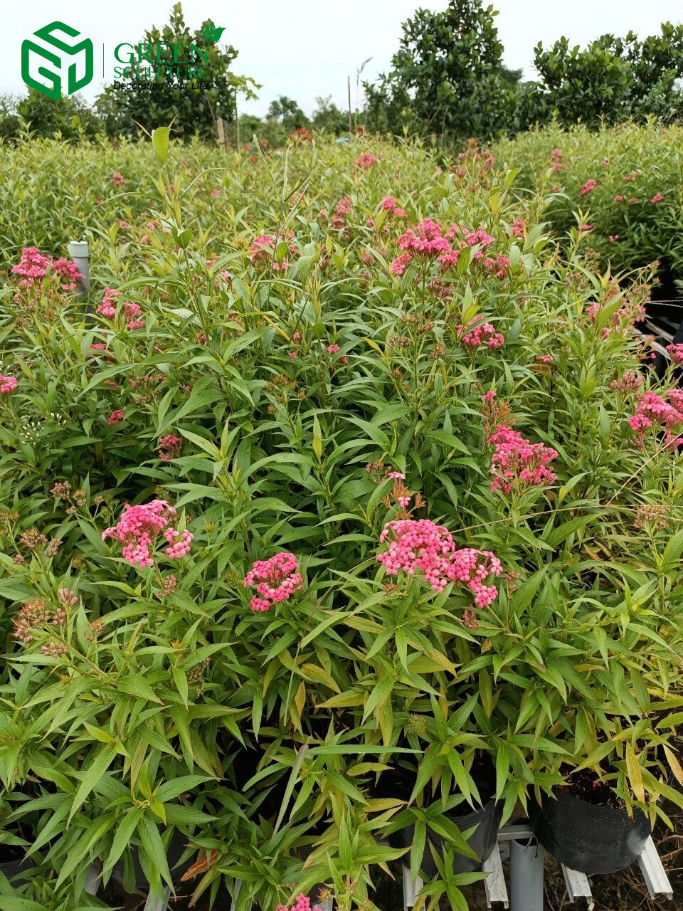 Chậu Cây Liễu Hồng cao 50-70cm