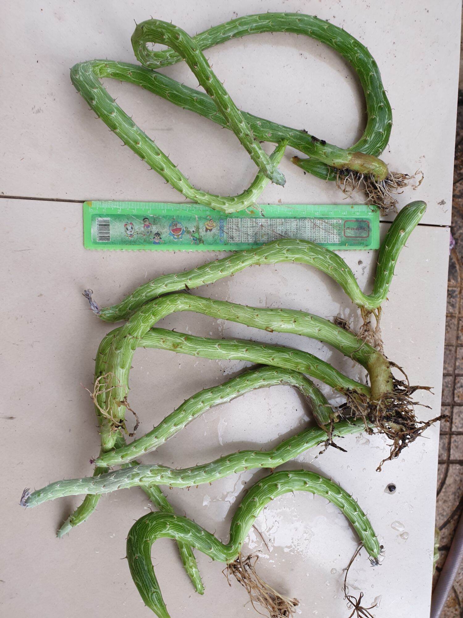 Sao biển rắn biển cọng to dài hơn 20cm