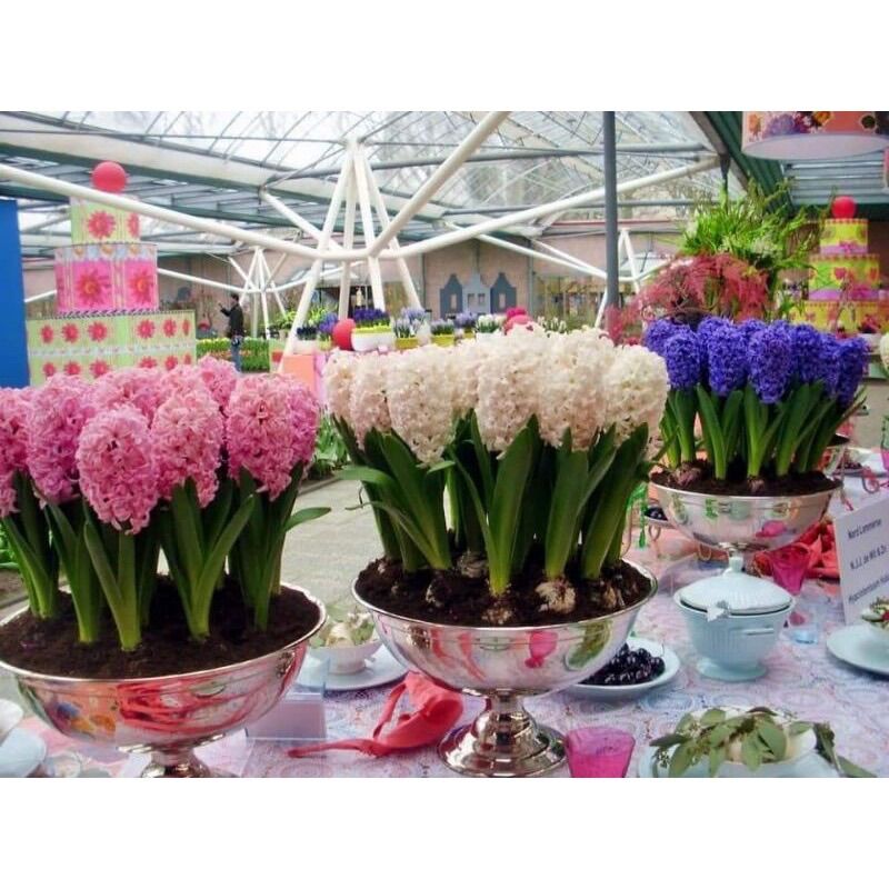 Củ hoa tiên ông nở tết(2 củ)