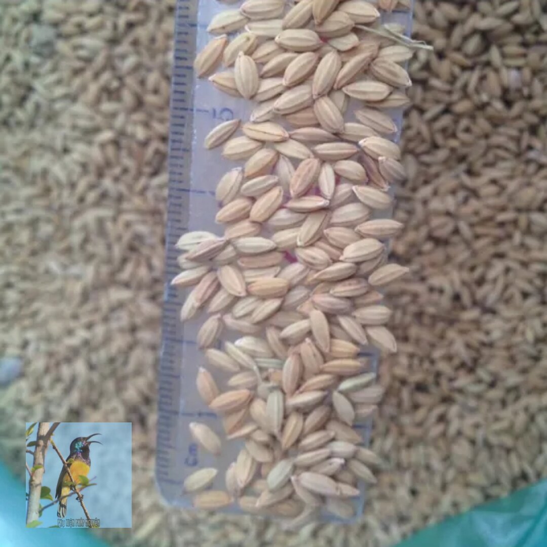Lúa Tiêu Ruột Đỏ 1Kg - Cho Cu Gáy - Gà Đá - Chim Kiểng