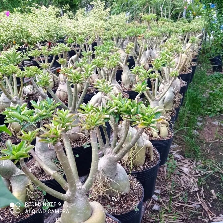 Cây Sứ Thái Cánh Kép Ghép