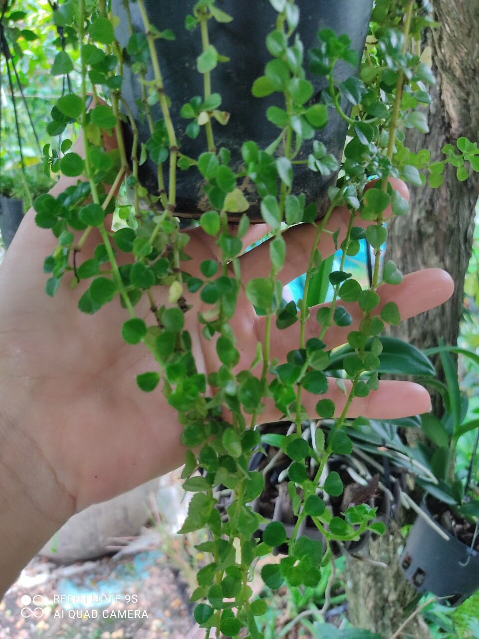 CÂY SEN ĐÁ SEDUM SÒ DÂY ( GIÁ BÁN CẢ CHẬU)