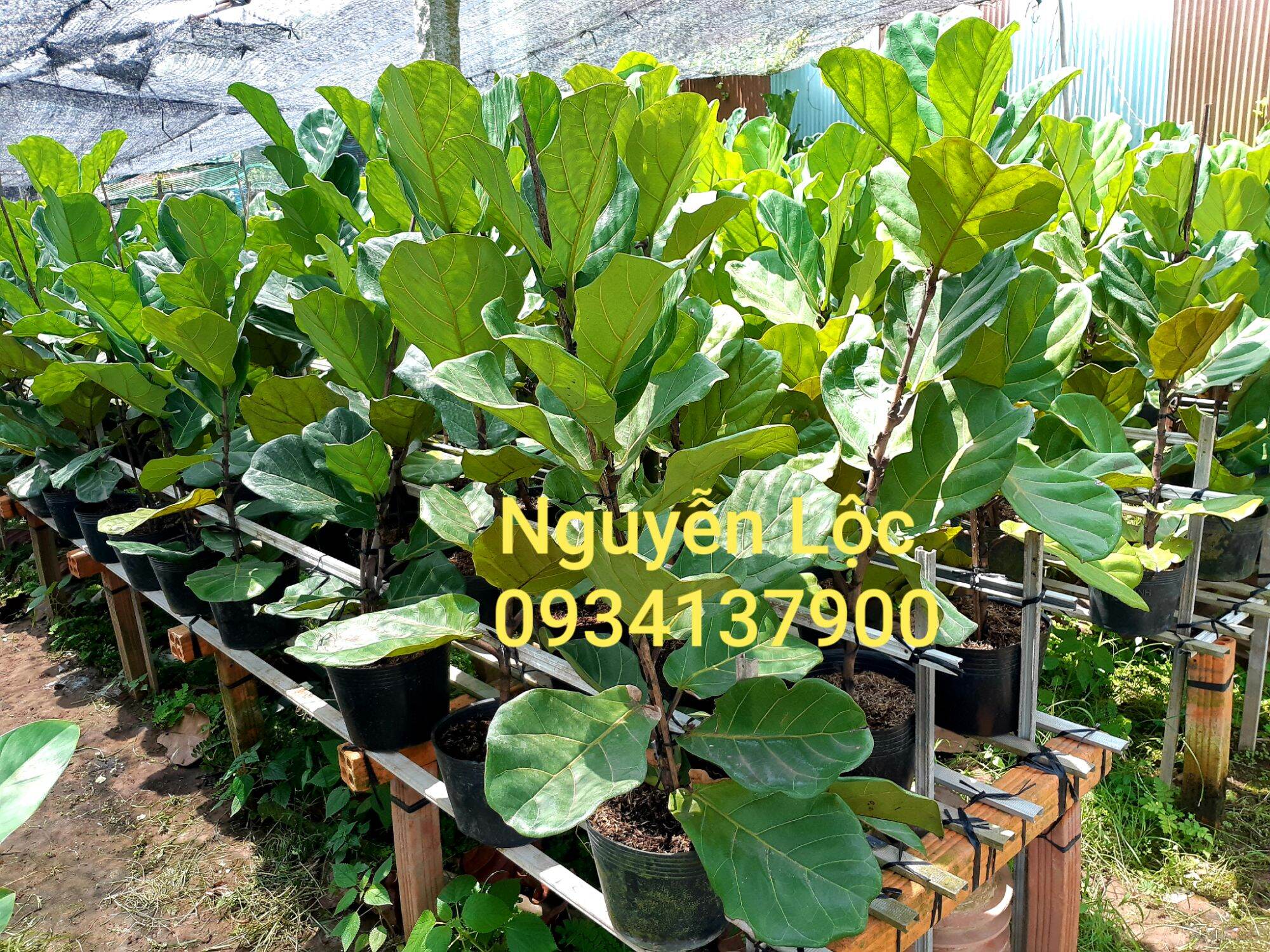 Cây bàng singapore- Hoa kiểng Nguyễn Lộc- Cây giống chất lượng cao