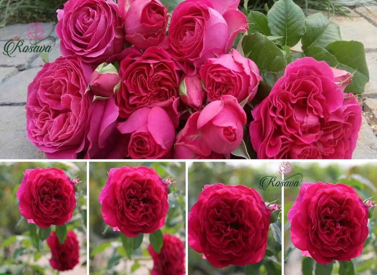 Hoa hồng Ngoại Kate Rose