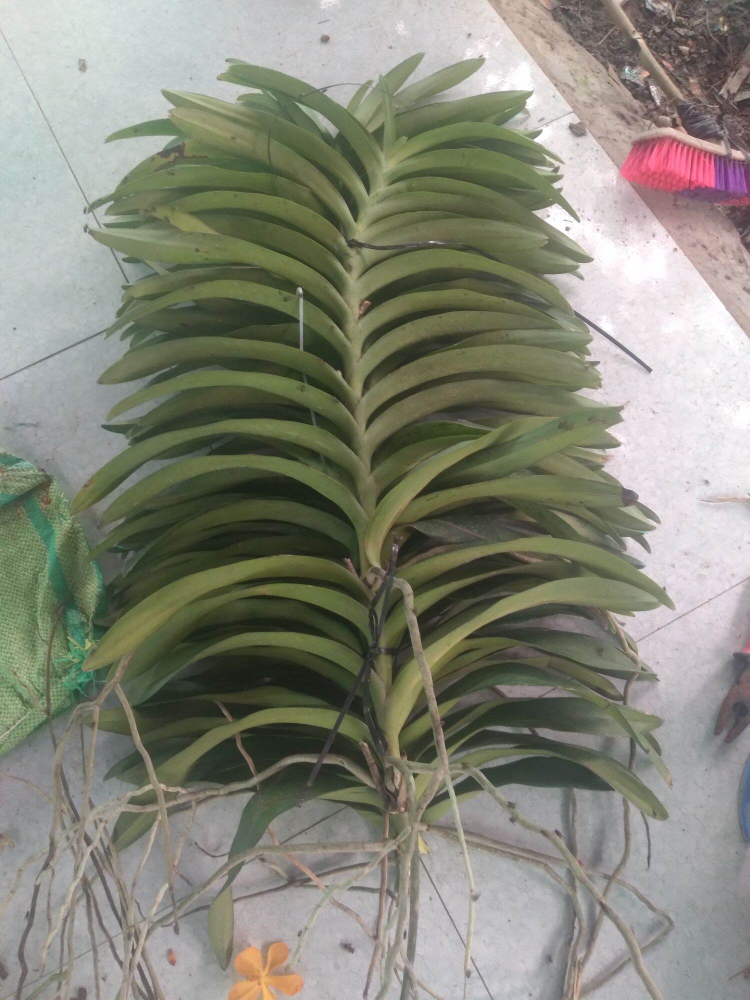 2 Cây Lan Giống Mokara  Màu Đỏ (cây cao 50-60 cm)