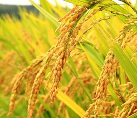 Hạt giống lúa bông lúa vàng túi 1kg