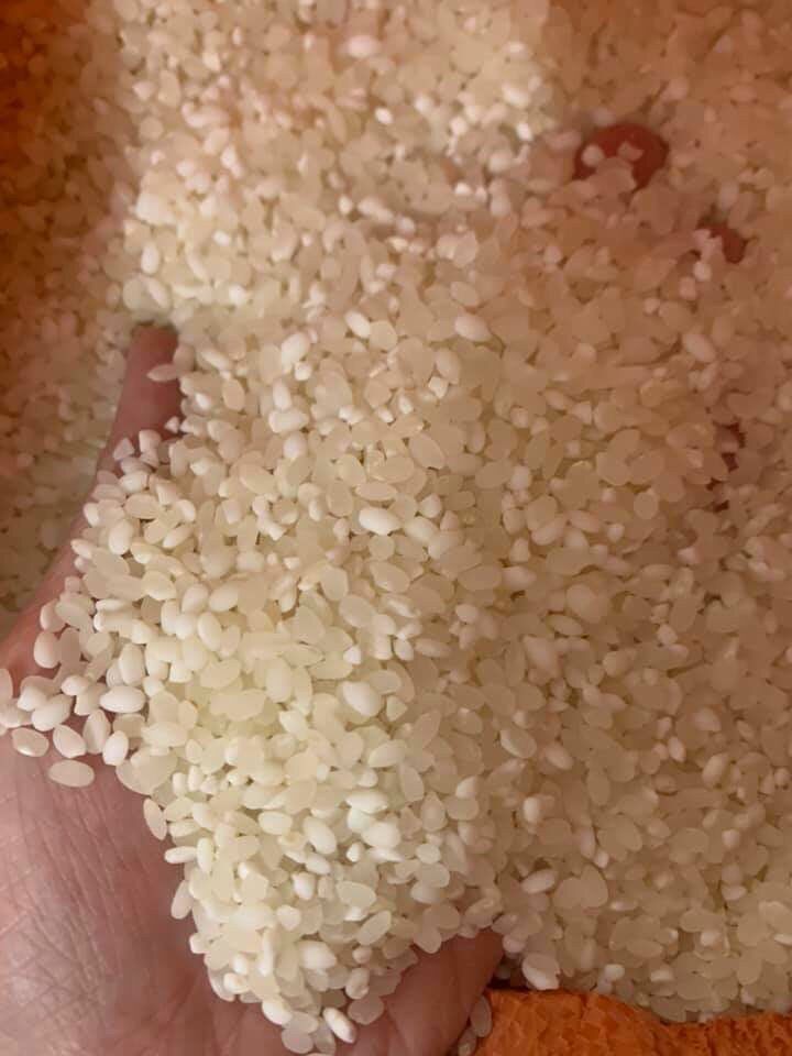 Gạo nếp nương mèo