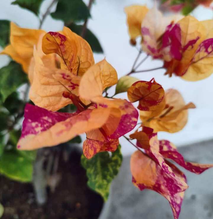 cây hoa giấy ghép ( adarna)