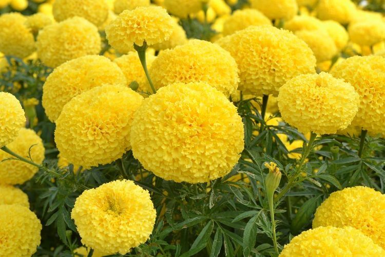 HẠT GIỐNG HOA VẠN THỌ BÔNG TO