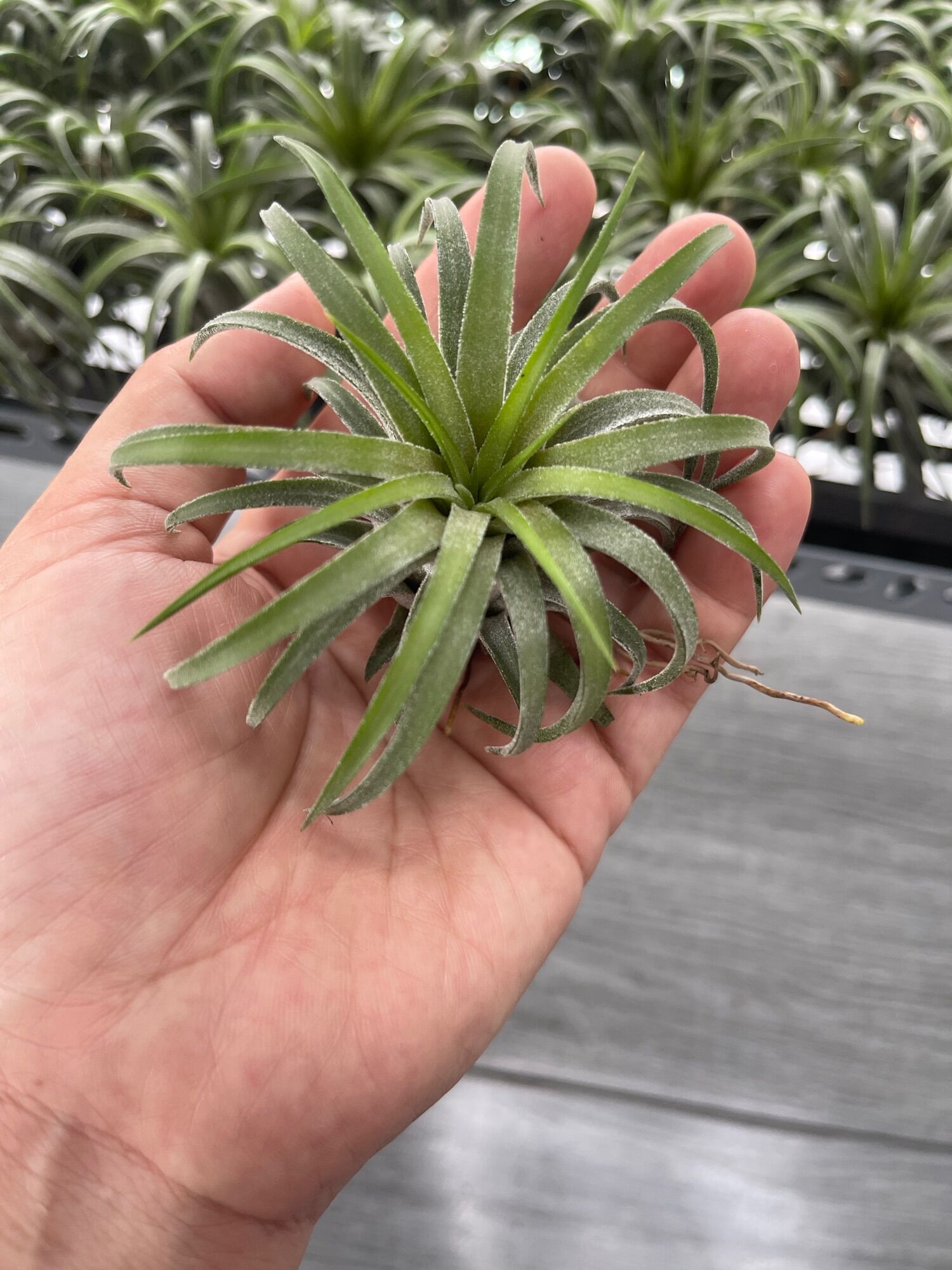 Cây không khí ion curly leaf