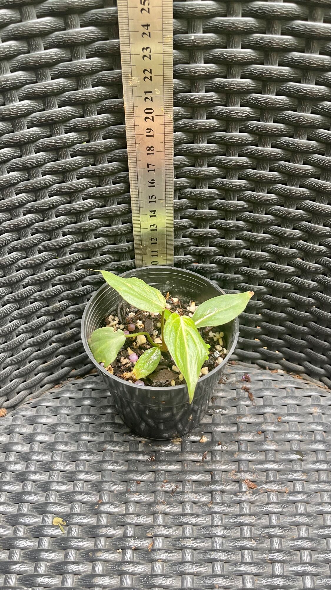 Cây Philodendron Gloriosum con