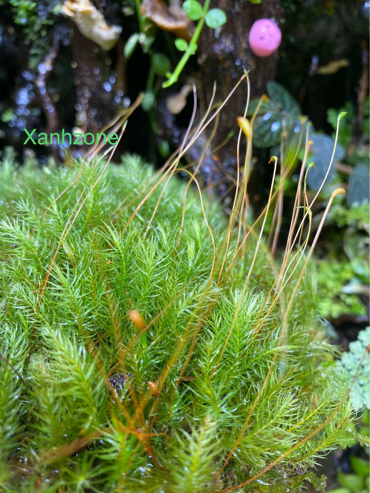 Rêu spiny, rêu terrarium, rêu spiny trồng terrarium