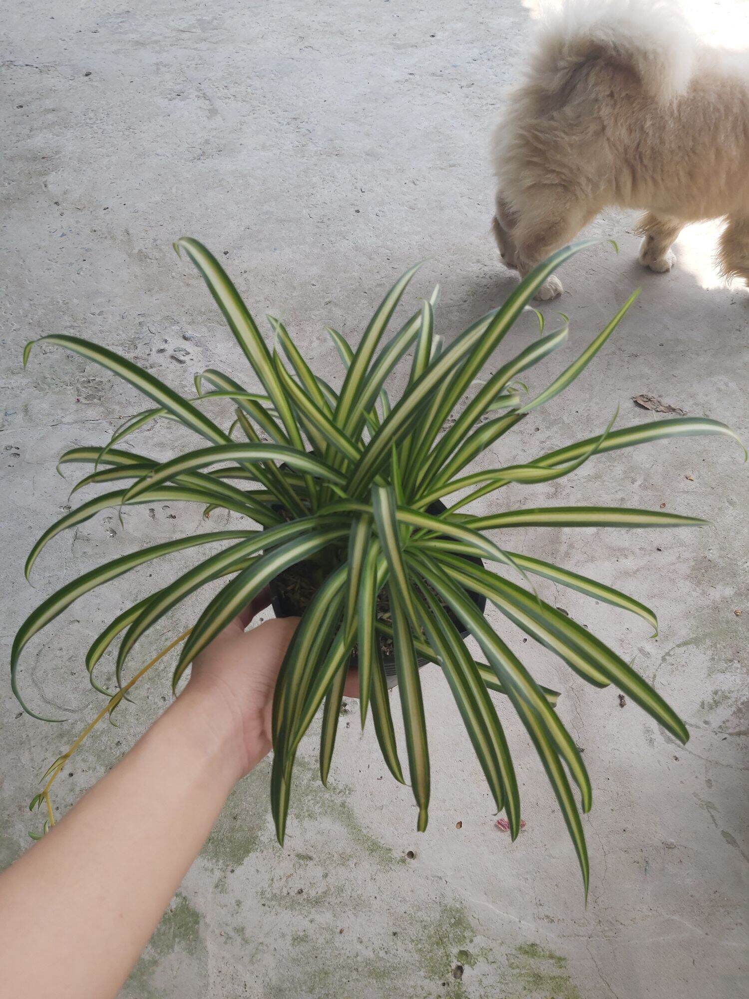 Cây ngải kéo khách (chậu lớn)(sọc xanh vàng)