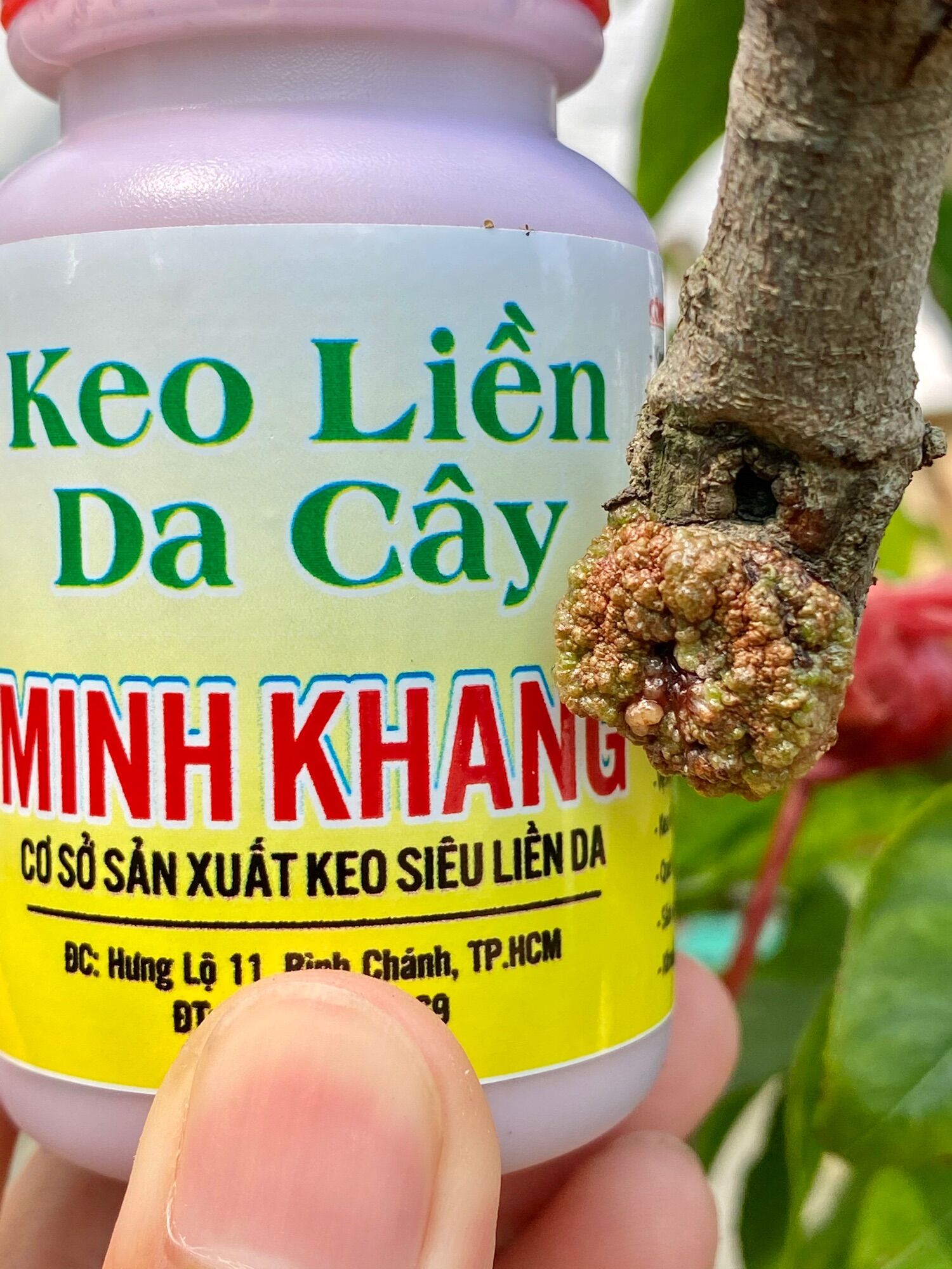 Keo Liền Da Cây Minh Khang