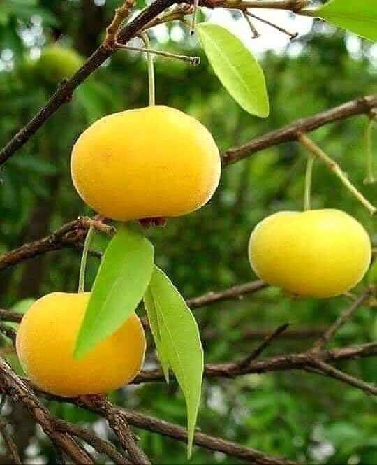 Cây Thị Giống, Thị Thơm