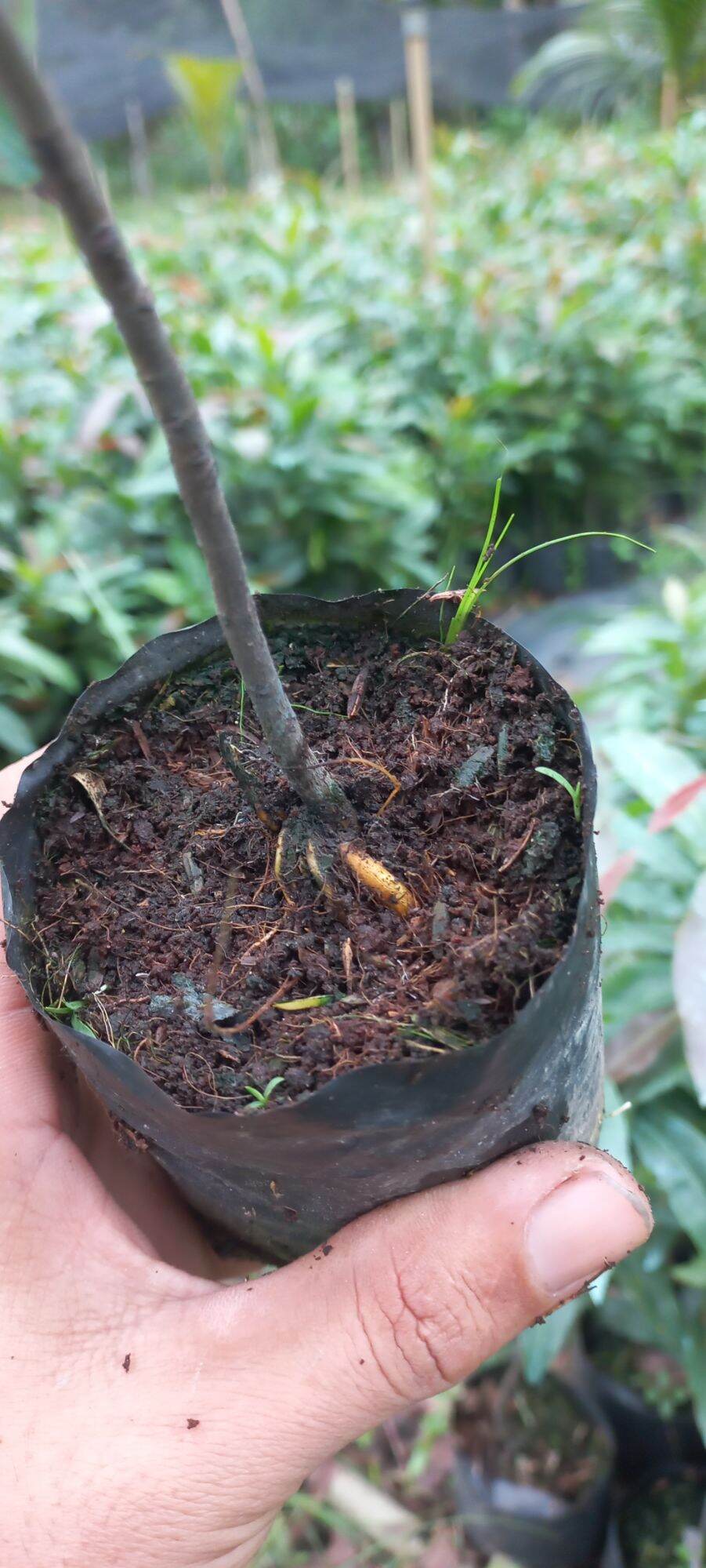 10 cây mai con quấn rễ 20cm đến 40cm
