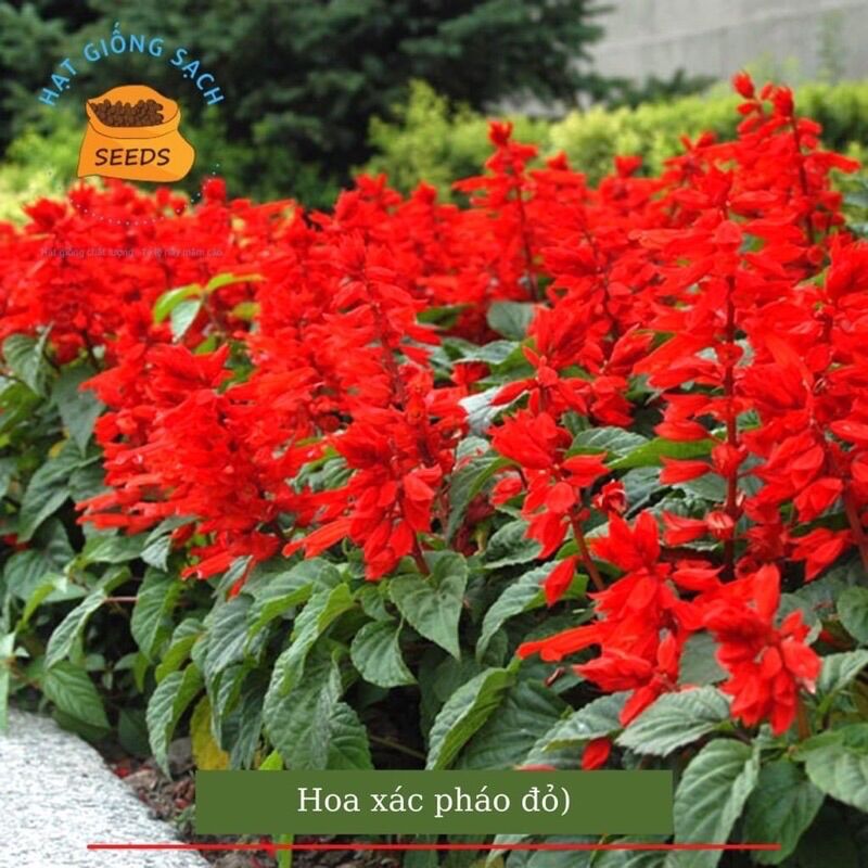 Hạt giống hoa xác pháo đỏ
