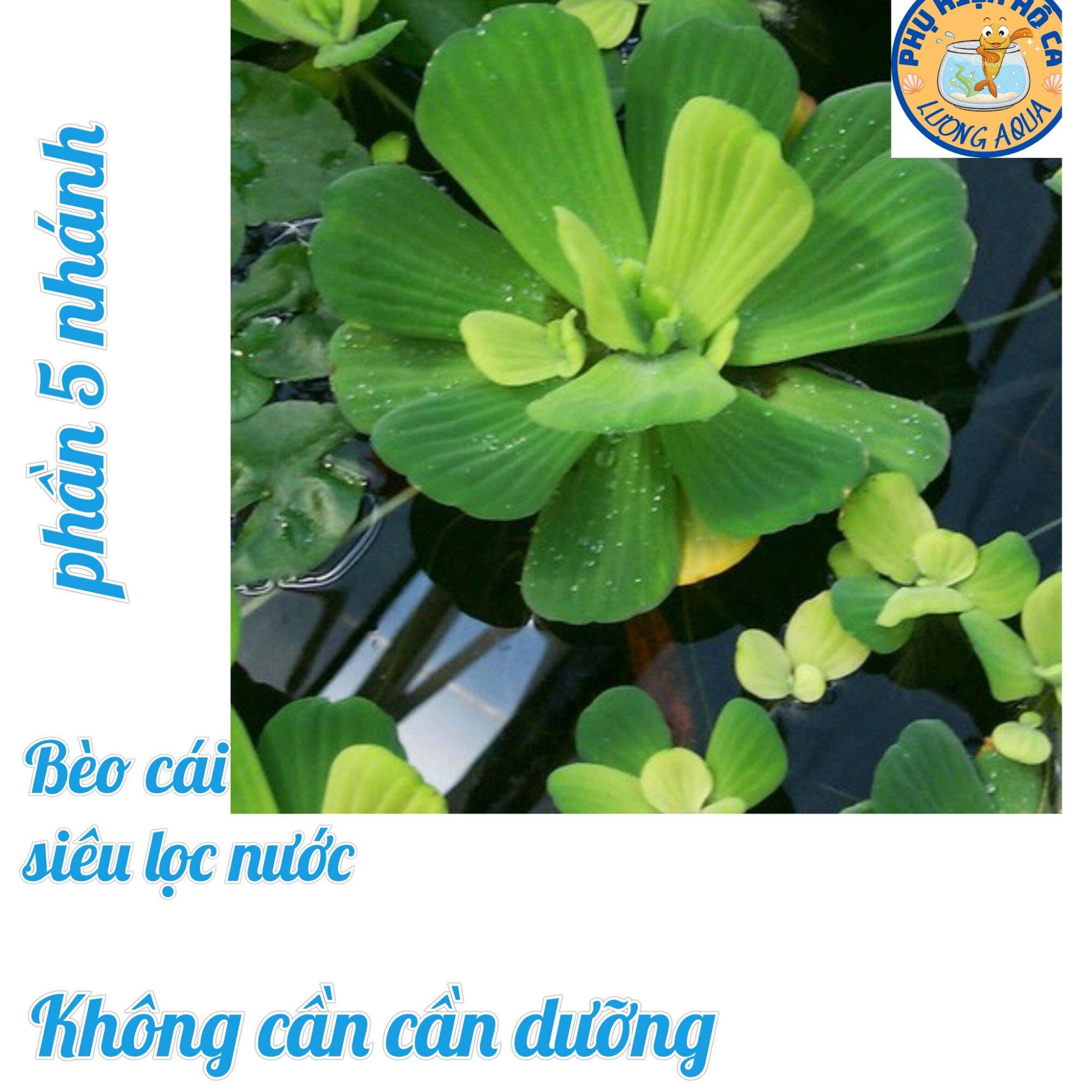 Bèo cái siêu lọc nước tránh nắng cho hồ
