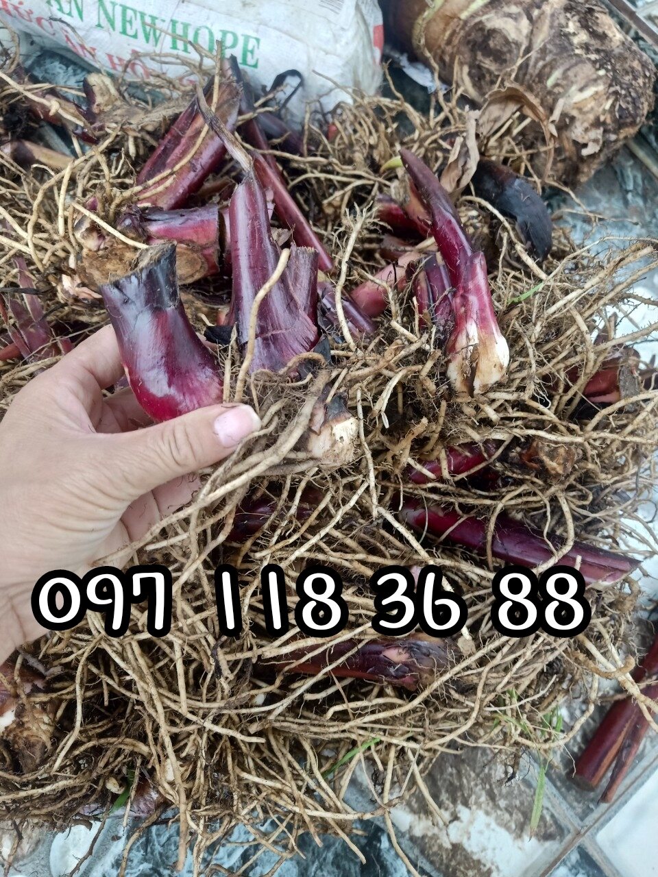 Sỉ lẻ củ dong riềng đỏ tri tim mach.Cam kết giống chuẩn