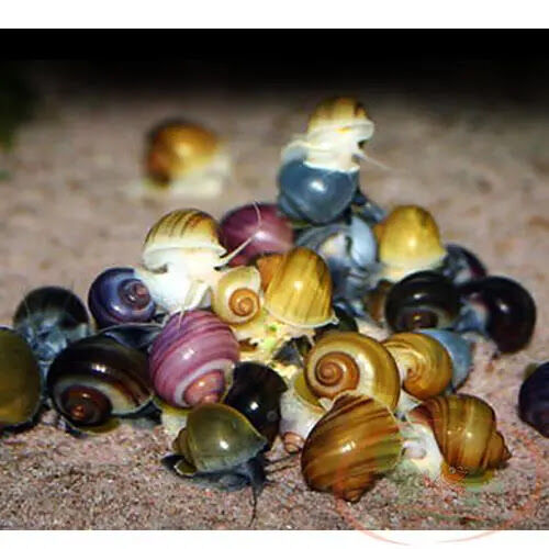 10 nhánh ấu thái và 5 bé táo